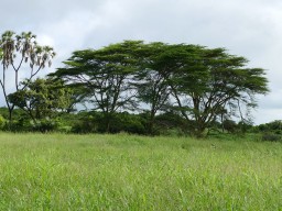 Kenya 2015