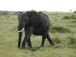 Kenya 2016