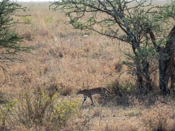 Serengeti