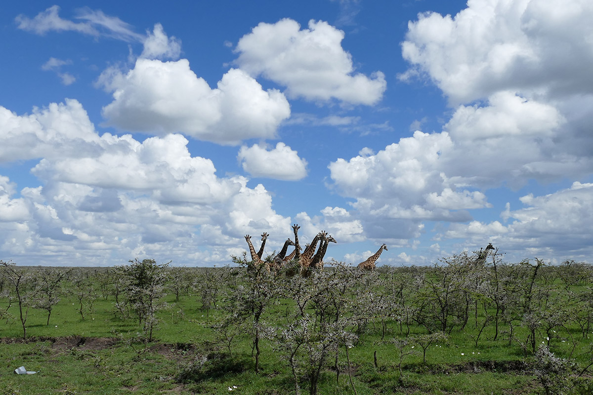 kenya_20151122027.jpg