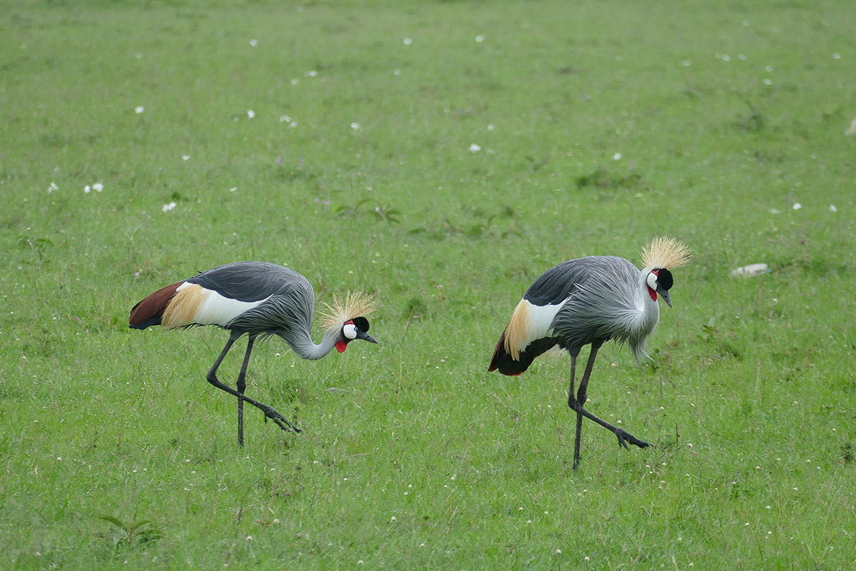 kenya_20151122048.jpg