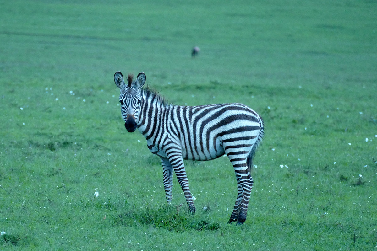 kenya_20151122076.jpg
