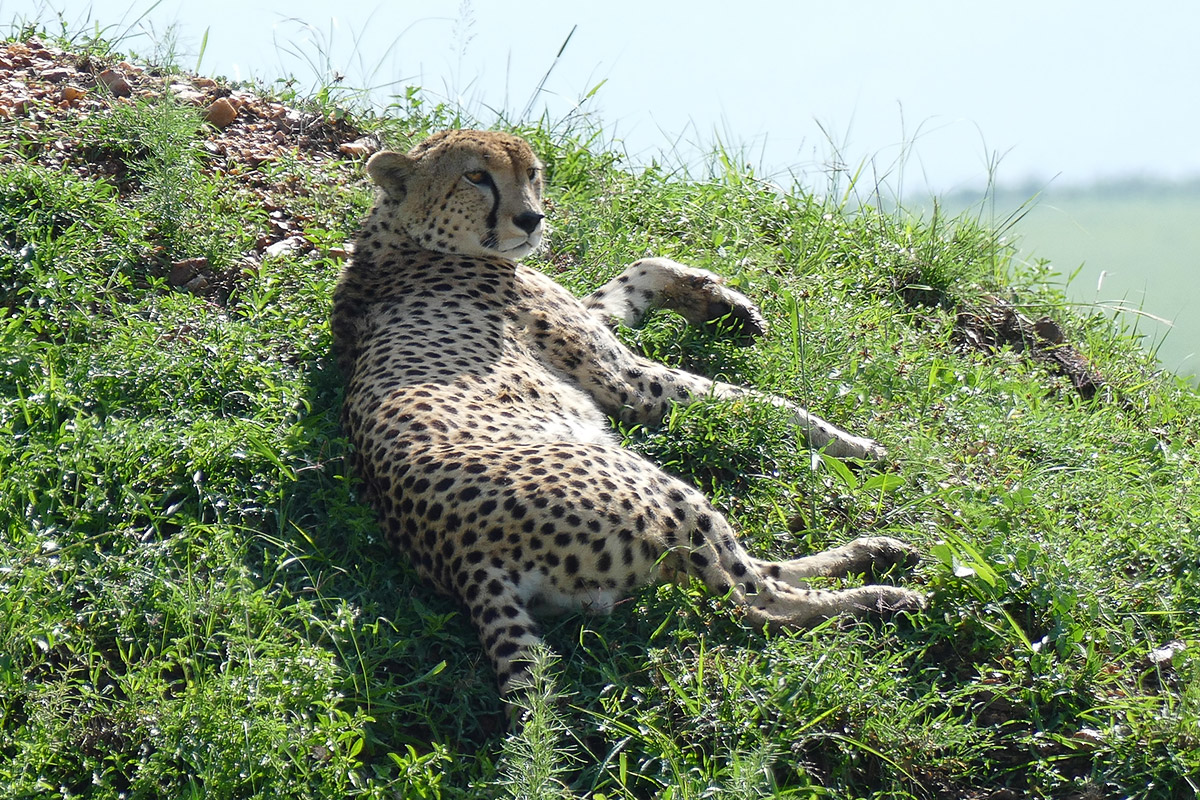 kenya_20151124003.jpg