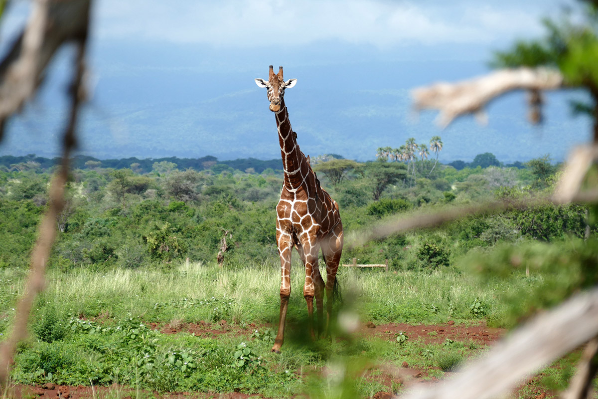 kenya_20151201013.jpg