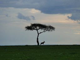 Kenya 2015