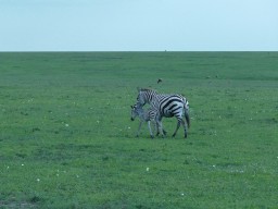 Kenya 2015