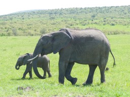 Kenya 2015