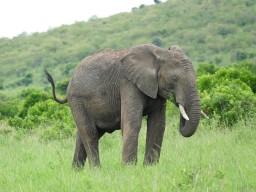 Kenya 2015