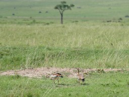 Kenya 2015
