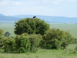 Kenya 2015
