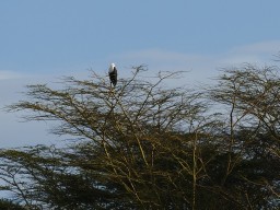 Kenya 2015