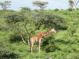 Kenya 2015