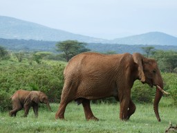Kenya 2015