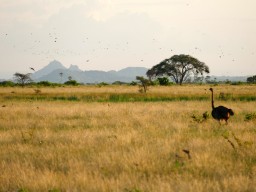 Kenya 2015