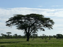 Kenya 2015