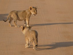 tsavo_002