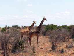 tsavo_010