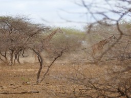 tsavo_024