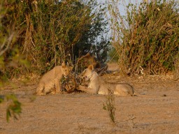 tsavo_044