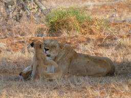 tsavo_053