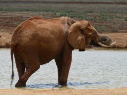 tsavo_056