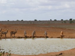 tsavo_080