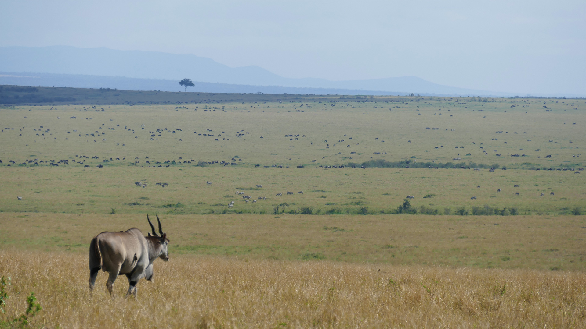 k16_masaimara_03.jpg