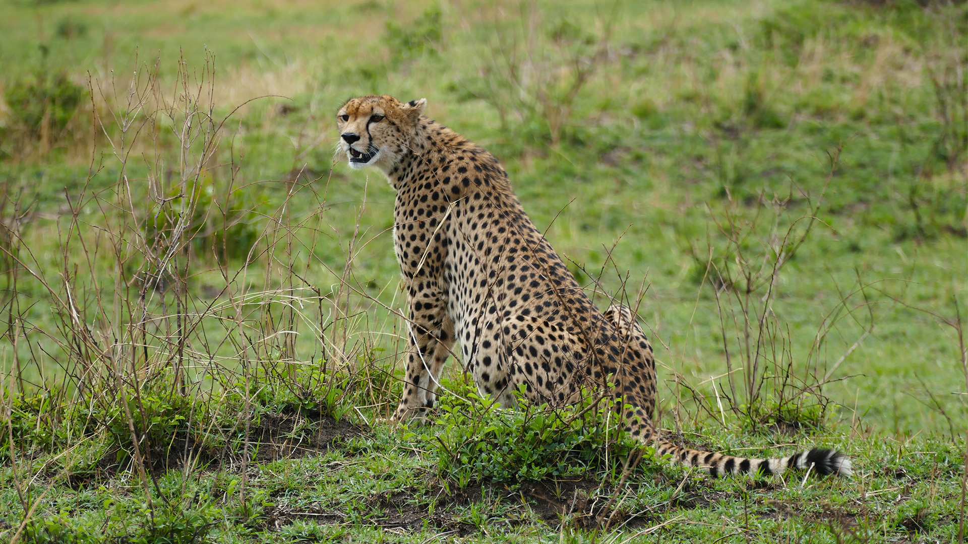 k16_masaimara_08.jpg