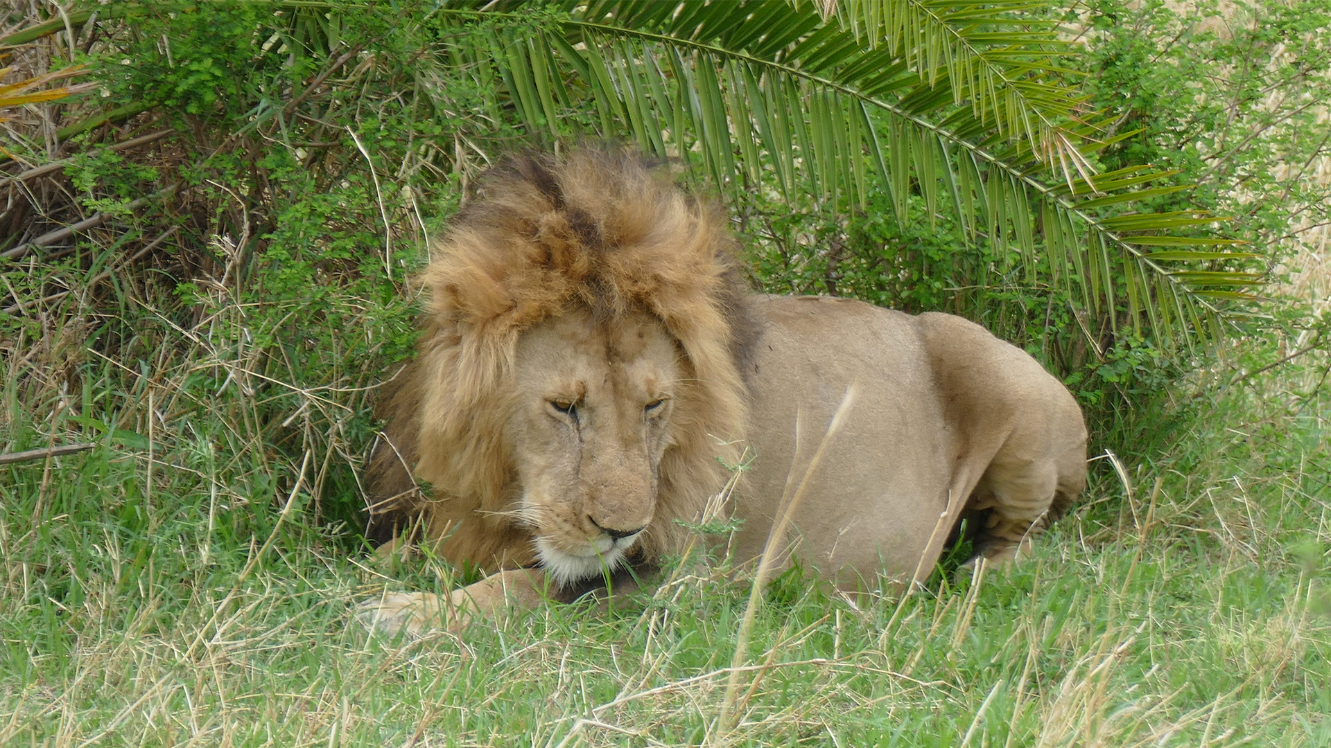 k16_masaimara_10.jpg