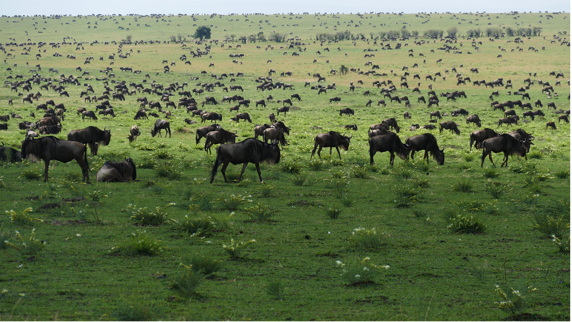 k16_masaimara_53.jpg