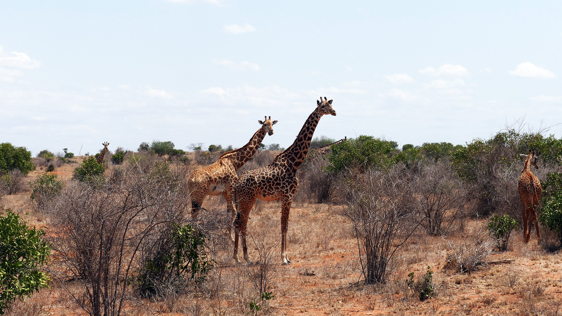 k16_tsavo_010.jpg