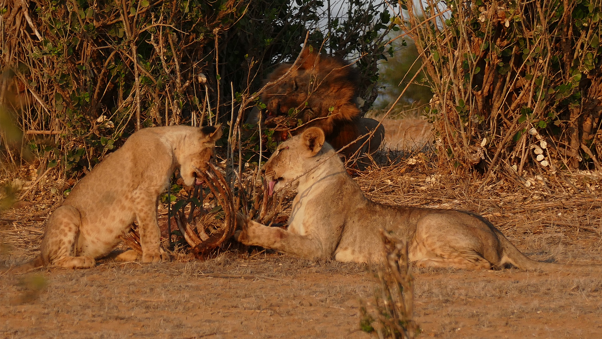 k16_tsavo_014.jpg