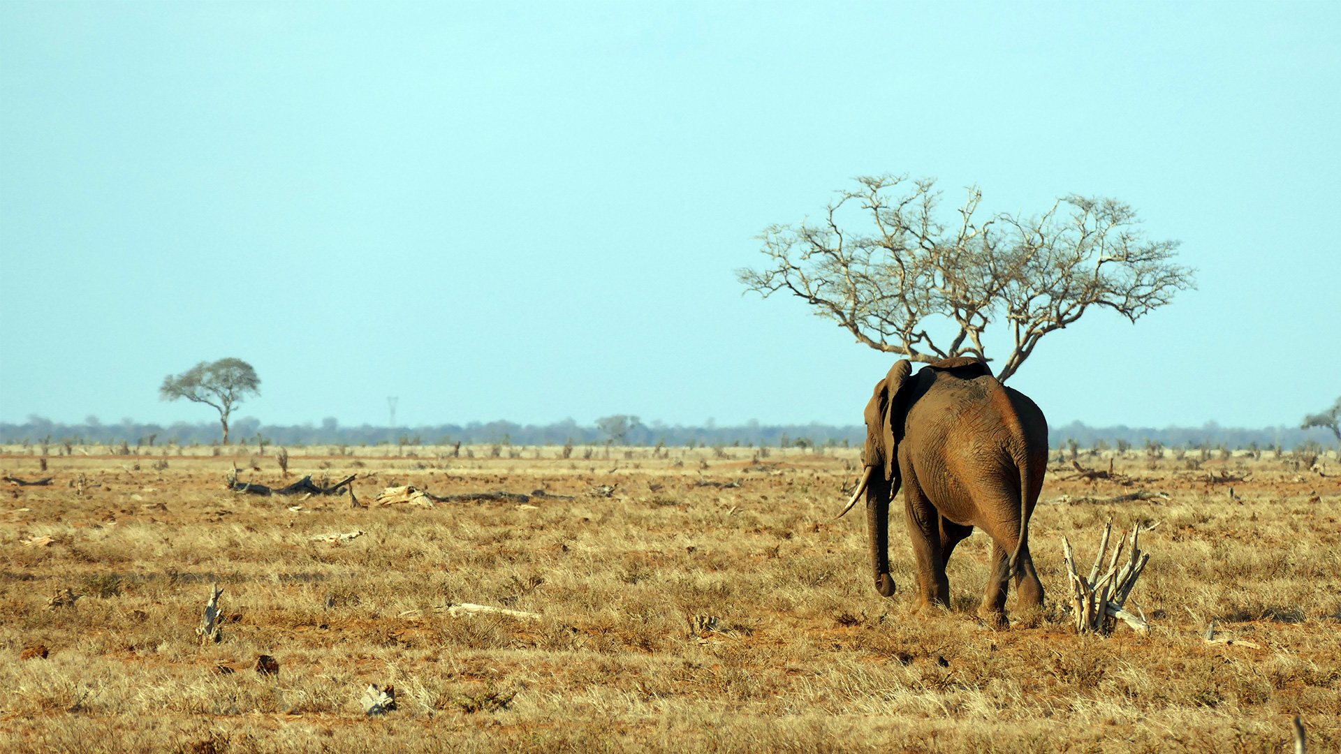 k16_tsavo_036.jpg