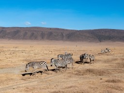 Ngorongoro