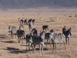 Ngorongoro