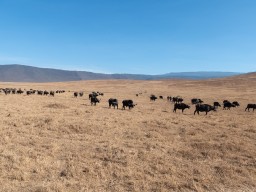 Ngorongoro