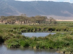 Ngorongoro