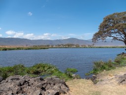 Ngorongoro