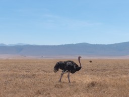 Ngorongoro