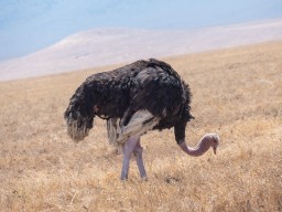 Ngorongoro