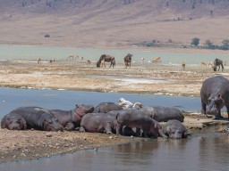 Ngorongoro