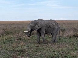 Serengeti