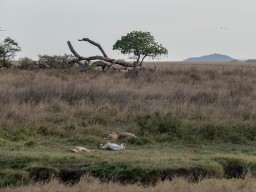 Serengeti