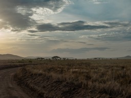 Serengeti