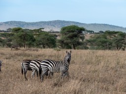 Serengeti