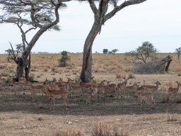 Serengeti