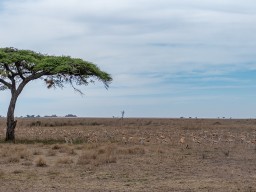 Serengeti