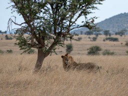 Serengeti