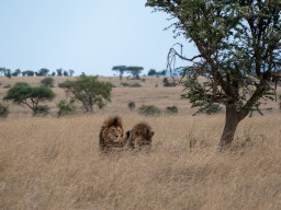 Serengeti
