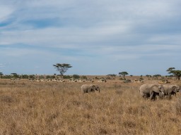 Serengeti